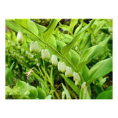 Solomons Seal Foto Afdruk (Voorkant)