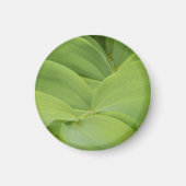 Solomons Seal Magneet (Voorkant)