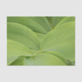 Solomons Seal Tissuepapier (Voorkant)