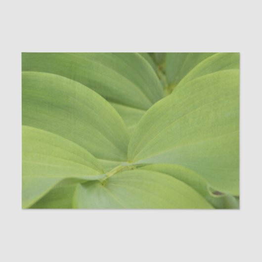 Solomons Seal Tissuepapier (Voorkant)