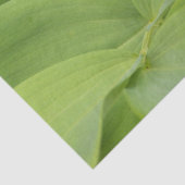 Solomons Seal Tissuepapier (Detail)