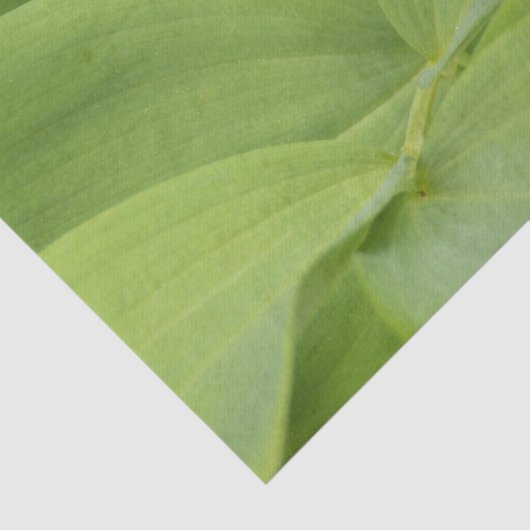 Solomons Seal Tissuepapier (Detail)