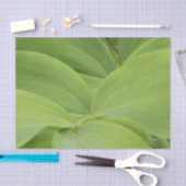 Solomons Seal Tissuepapier (Craft)