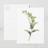 Solomon's zeehond (Polygonatum multiflorum) van Re Briefkaart (Voorkant / Achterkant)
