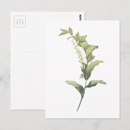 Solomon's zeehond (Polygonatum multiflorum) van Re Briefkaart (Voorkant / Achterkant)