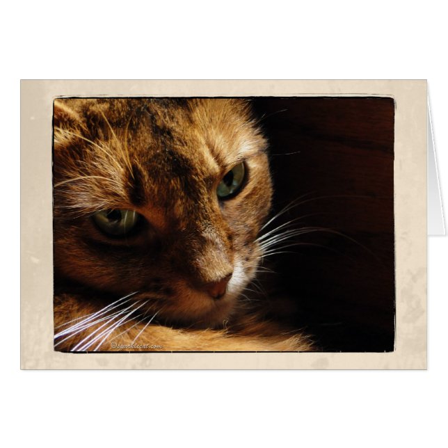 Somali Cat Close-upkaart (Voorkant Horizontaal)