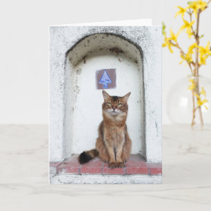 Somali Cat in Alcove Old World Scene Kaart