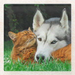 Somali Cat Siberian Husky Cute Friends Huddle Love Glazen Onderzetter