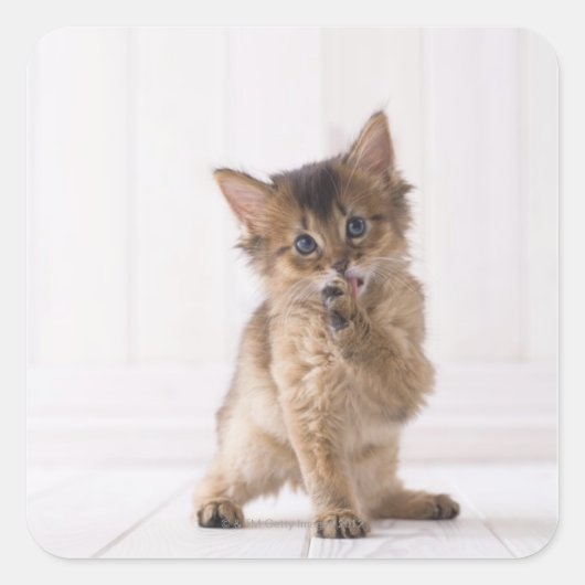 Somali Licking Forefoot Vierkante Sticker (Voorkant)