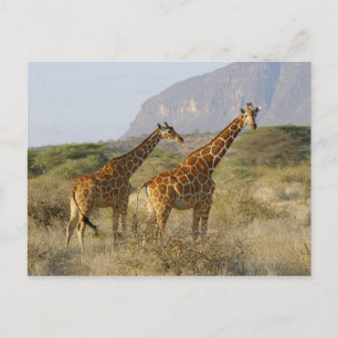 Somalische Giraffe, Geregelde Giraffe, Giraffa Briefkaart