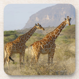 Somalische Giraffe, Geregelde Giraffe, Giraffa Drankjes Onderzetter