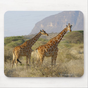 Somalische Giraffe, Geregelde Giraffe, Giraffa Muismat