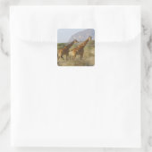 Somalische Giraffe, Geregelde Giraffe, Giraffa Vierkante Sticker (Tas)