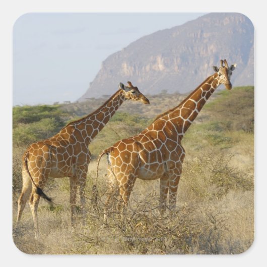 Somalische Giraffe, Geregelde Giraffe, Giraffa Vierkante Sticker (Voorkant)