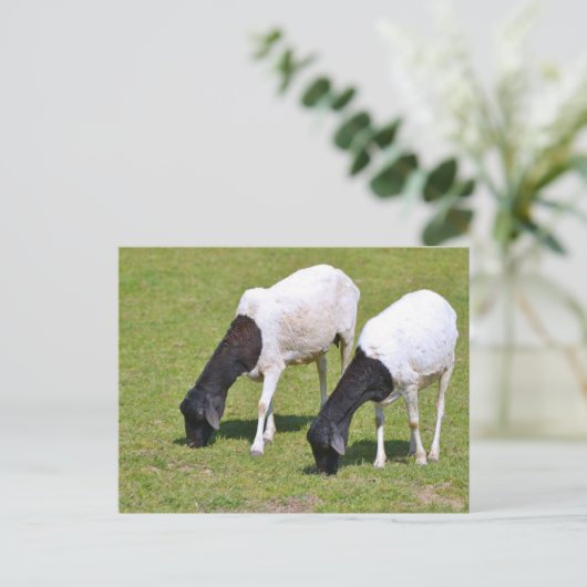 Somalische schapengrazing briefkaart (Staand voorkant)