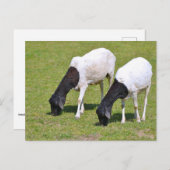 Somalische schapengrazing briefkaart (Voorkant / Achterkant)