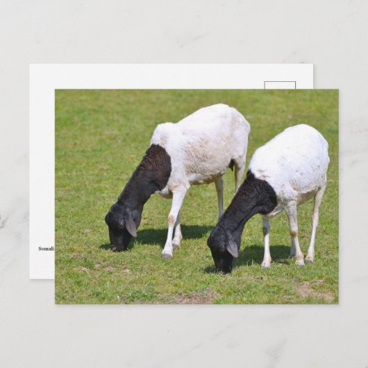 Somalische schapengrazing briefkaart (Voorkant / Achterkant)
