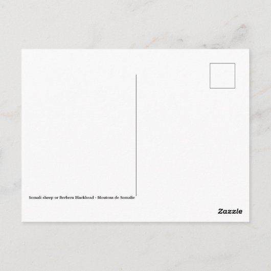 Somalische schapengrazing briefkaart (Achterkant)
