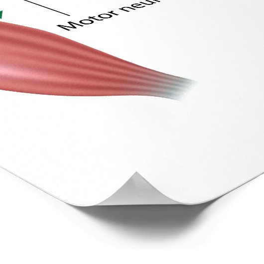 Somatische reflex, met opschrift schema. poster (Hoek)