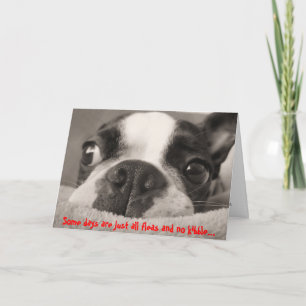 Sommige dagen zijn gewoon vlooien en geen kibbelen kaart