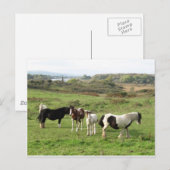 Sommige paarden briefkaart (Voorkant / Achterkant)