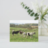 Sommige paarden briefkaart (Staand voorkant)
