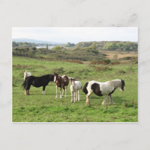 Sommige paarden briefkaart
