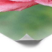 Somniferum Poppy Portrait Poster (Hoek)