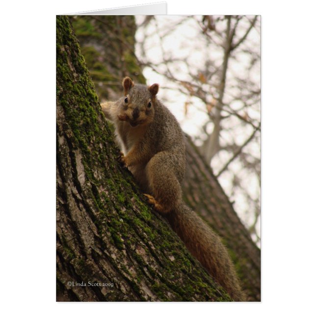 Soms voel je je als een noot. (Voorkant)