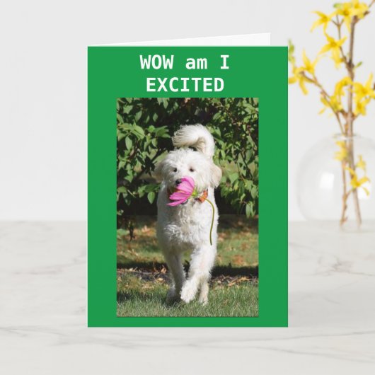 SON TURNS 16 KREGEN OM TE ZEGGEN DAT ZICHTBAAR. KAART (Gele Bloem)