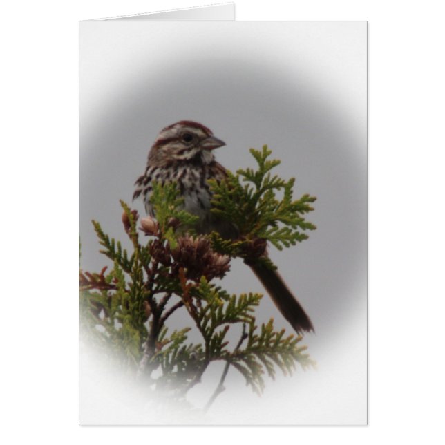 Song Bird (Voorkant)