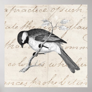  Song Bird Illustration - 1800's Birds Text Poster