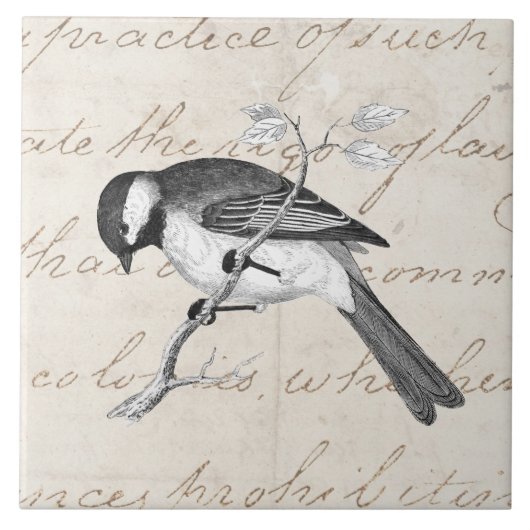  Song Bird Illustration - 1800's Birds Text Tegeltje (Voorkant)