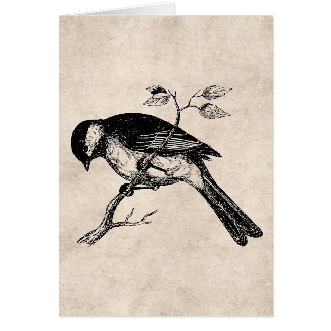  Song Bird Illustration - Birds 1800 (Voorkant)