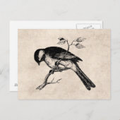  Song Bird Illustration - Birds 1800 Briefkaart (Voorkant / Achterkant)