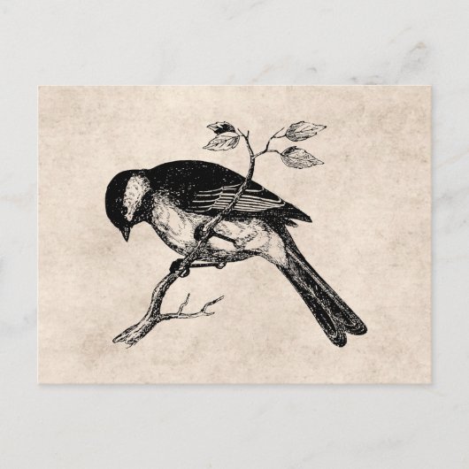  Song Bird Illustration - Birds 1800 Briefkaart (Voorkant)