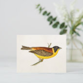 Song Bird Illustration - Birds 1800 Briefkaart (Staand voorkant)