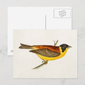 Song Bird Illustration - Birds 1800 Briefkaart (Voorkant / Achterkant)