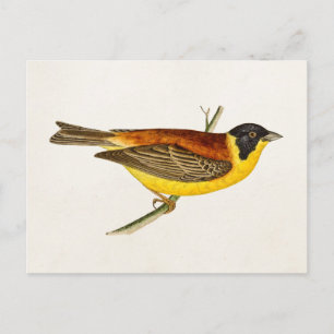  Song Bird Illustration - Birds 1800 Briefkaart