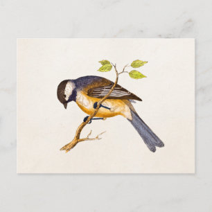  Song Bird Illustration - Birds 1800 Briefkaart