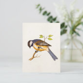  Song Bird Illustration - Birds 1800 Briefkaart (Staand voorkant)