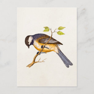 Song Bird Illustration - Birds 1800 Briefkaart