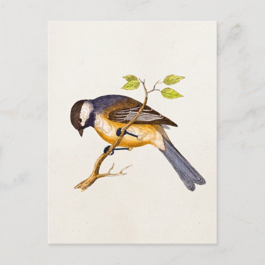  Song Bird Illustration - Birds 1800 Briefkaart (Voorkant)