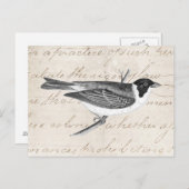  Song Bird Illustration - Birds 1800 Briefkaart (Voorkant / Achterkant)