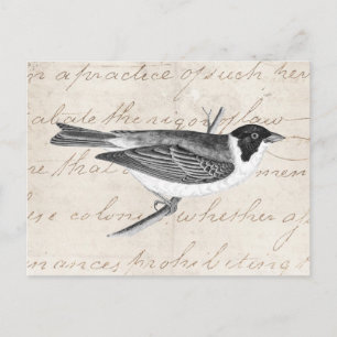  Song Bird Illustration - Birds 1800 Briefkaart