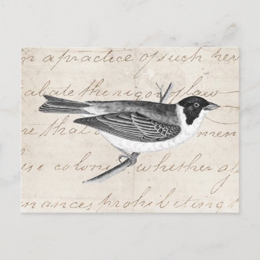  Song Bird Illustration - Birds 1800 Briefkaart (Voorkant)