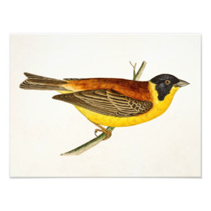 Song Bird Illustration - Birds 1800 Foto Afdruk