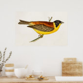 Song Bird Illustration - Birds 1800 Poster (Keuken)
