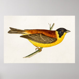  Song Bird Illustration - Birds 1800 Poster