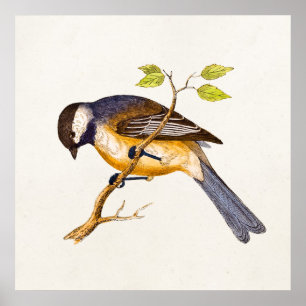 Song Bird Illustration - Birds 1800 Poster